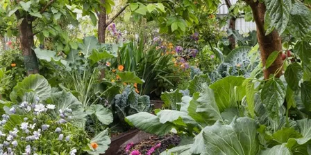 Introduction to Permaculture course (ITP)
