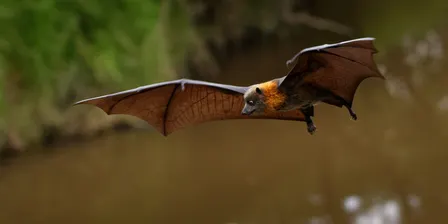 Billabong Bioblitz: Evening Wildlife Walk - 7:30pm to 8:15pm