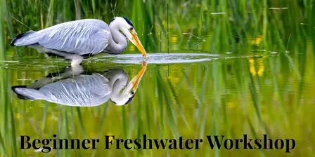 Beginner Freshwater Wildlife Photography Workshop