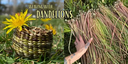 Weaving with Dandelions