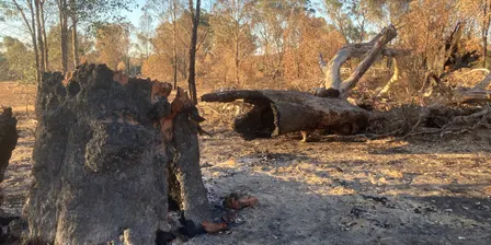 Country, community and care: Landscape recovery after the Longwood fire
