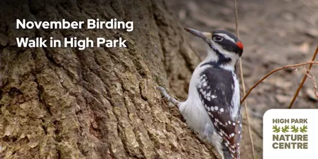 November Birding Walk with the High Park Nature Centre