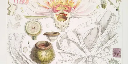 Green Space Masterclass - What's inside a flower?
