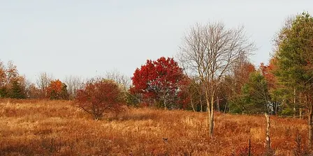 Give Thanks for the Land