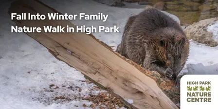 Fall into Winter - Family-friendly Nature Walk in High Park