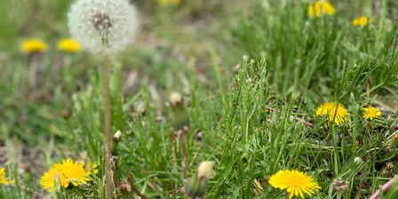 Weeds 101