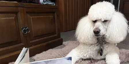Reading With a Dog