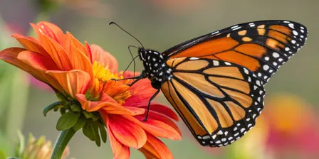 Homeschool: Explore the World of Monarch Butterflies