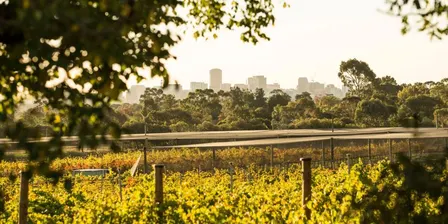 Experience Agriculture, Food and Wine at Waite