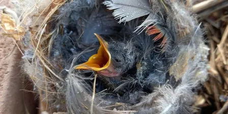 Introduction to Orphaned Bird Care