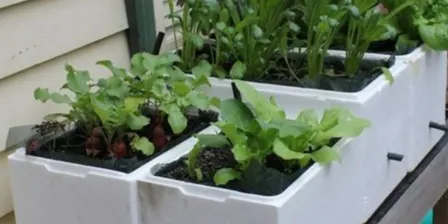 Small Space Gardening