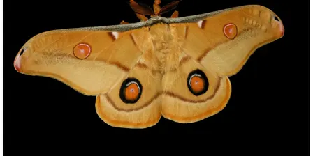 Nocturnal Insects Lightsheeting event at Bogong Reserve