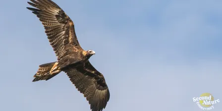 Raptors of South Australia with John Gitsham