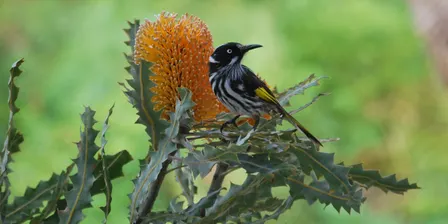 Birds and banksias: A design and propagation workshop aimed at creating biodiverse backyards