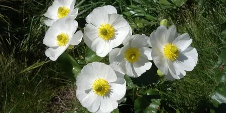Holistic Wellbeing with First Light Flower Essences of New Zealand®