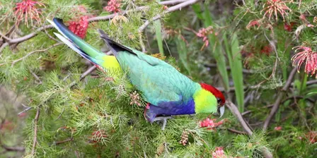 2026 Brice Wells Memorial Bird Walk - Jorgensen Park, Kalamunda
