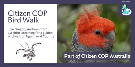 Bird Walk Canberra - Citizen COP 2026