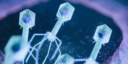 Phage therapy 101 - Face to Face
