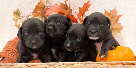 "Paw"kin Patch Puppy Party