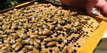 Meet the Bees - Guided Tour of the Centennial Park Bees & Candle Rolling - 2026