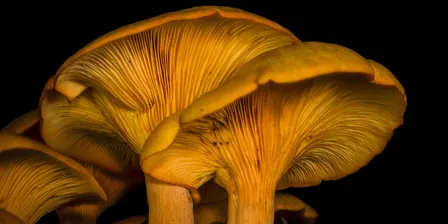 Cobbs Creek Mushroom Walk
