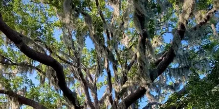 Hidden Harbor Park – Volunteer Trash & Agricultural Debris Cleanup