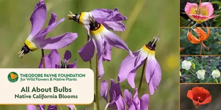 All About Bulbs: Native California Blooms with Tim Becker — Nov. 20, 2026
