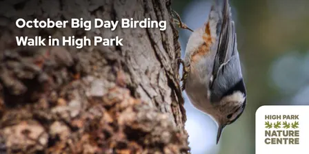October Big Day Birding Walk with the High Park Nature Centre