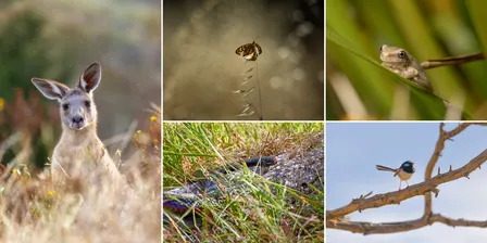 Critters of the Corridor Photography Exhibition - Opening Event
