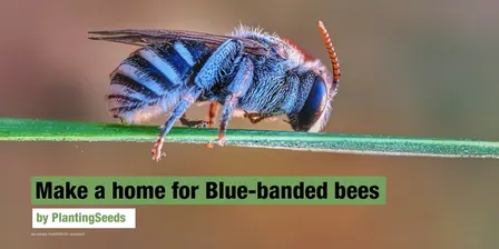 Make a Home for Blue-banded Bees - 08.05.27