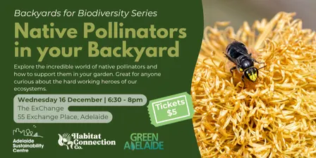 Native Pollinators in your Backyard