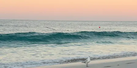Qigong on the Beach-Summer Series