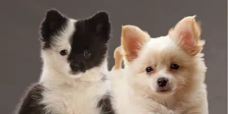 Puppy Yoga with Pomchis & Pomeranians  🐾 Nov 8th 1:30pm