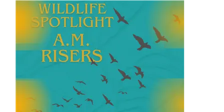 A.M. Risers: Intercoastal Robinson Preserve