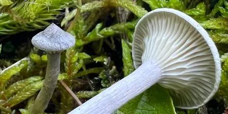 Cobbs Creek Mushroom Walk