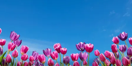 Floriade Garden Tours