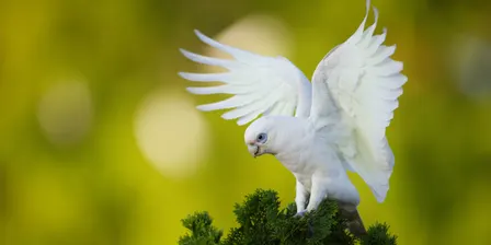 Guided bird walk at Cooby Dam
