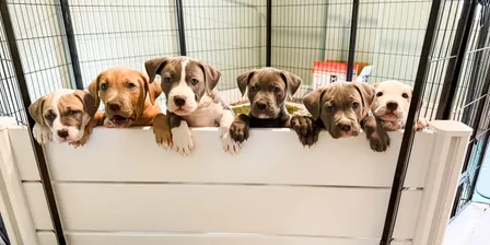 Adoption Event 9/19/2026