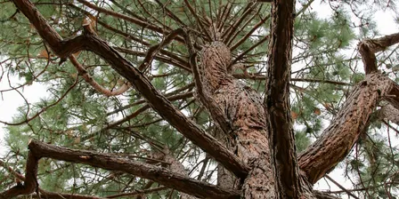 Letters to Trees