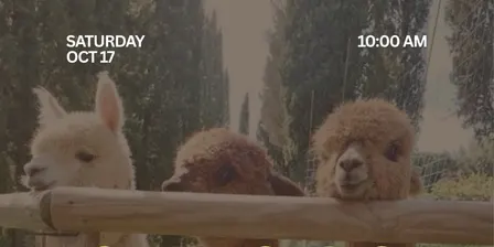 Alpaca Pilates at L&R Alpaca Haven