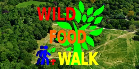 October Hampstead Heath (London) Wild Food Foraging/ Foragers Walk.