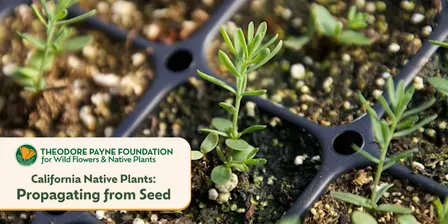 Propagating California Native Plants from Seed with Genevieve Arnold — Oct 23, 2026