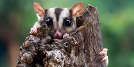 Billabong Bioblitz: Krefft’s Glider Hollow Checks - 5 pm to 6 pm