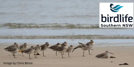 Port Hacking Shorebirds and Woodland Birds - Guided Bird Walks from Bonnie Vale to Deeban Spit via Maianbar in 2026 and 2027