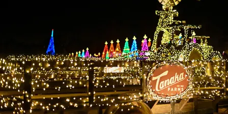 Festival of Lights at Tanaka Farms