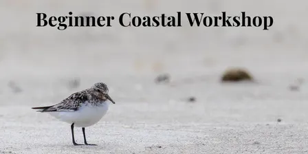 Beginner Coastal Wildlife Photography Workshop