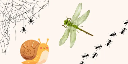Mini Beasts & Curious Creatures