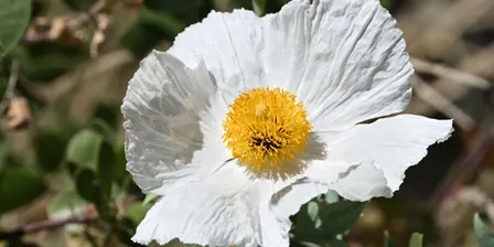 California Native Garden Design, Part 2