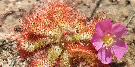Native Carnivorous Plants with Joan Heavey