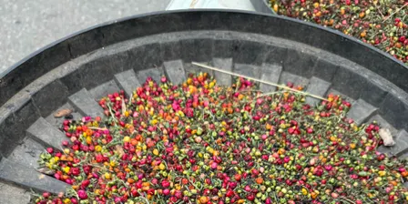 Native Seed to Help Uncook Adelaide’s “Goose”